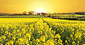 Thumbnail for version as of 08:53, 9 September 2009